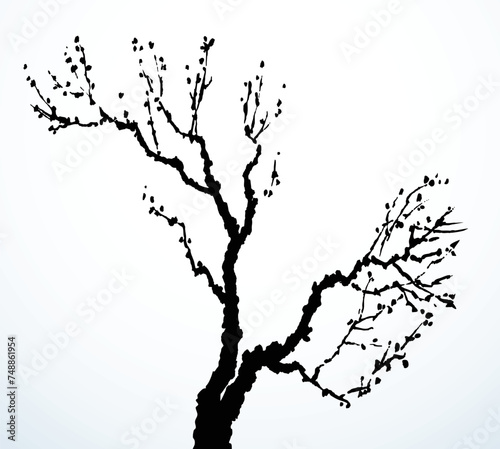 Vector image of mighty tree with bare branches