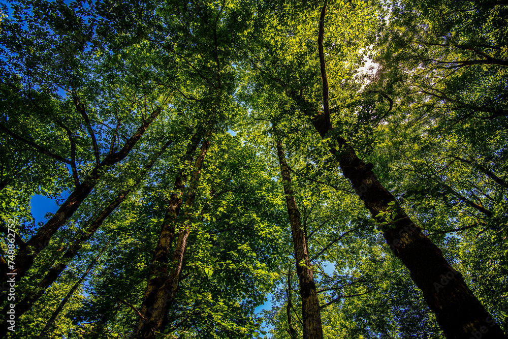 Skyward View of Towering Trees in Gilan Province, Iran Skyward View of Towering Trees in Gilan Province, Iran