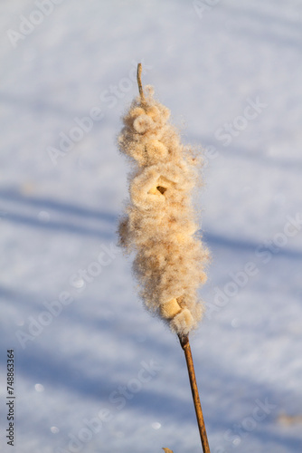 Dry fluffy cattail, or reed at winter