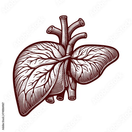 intricate botanical illustration of a human liver, creatively depicted with leaf-like patterns and vascular branches sketch engraving generative ai vector illustration. Black and white image.