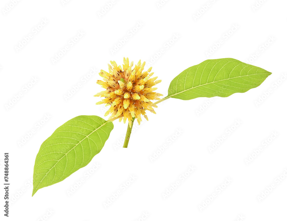 Flower Mitragyna speciosa Korth with leaves on transparent png Flower Mitragyna speciosa Korth with leaves on transparent png