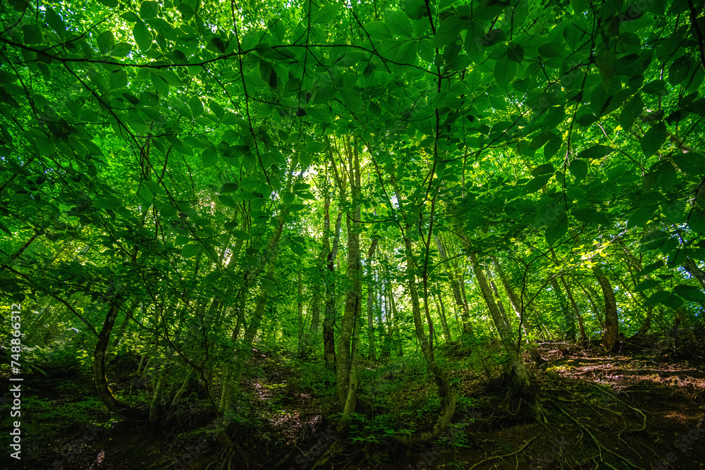 Obraz premium Verdant Undergrowth and Tree Canopy on Asalem-Khalkhal Road, Gilan Province, Iran