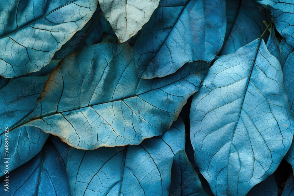 Blue Leaf Close-Up: Natural Textures and Organic Patterns in Studio Setting Blue Leaf Close-Up: Natural Textures and Organic Patterns in Studio Setting