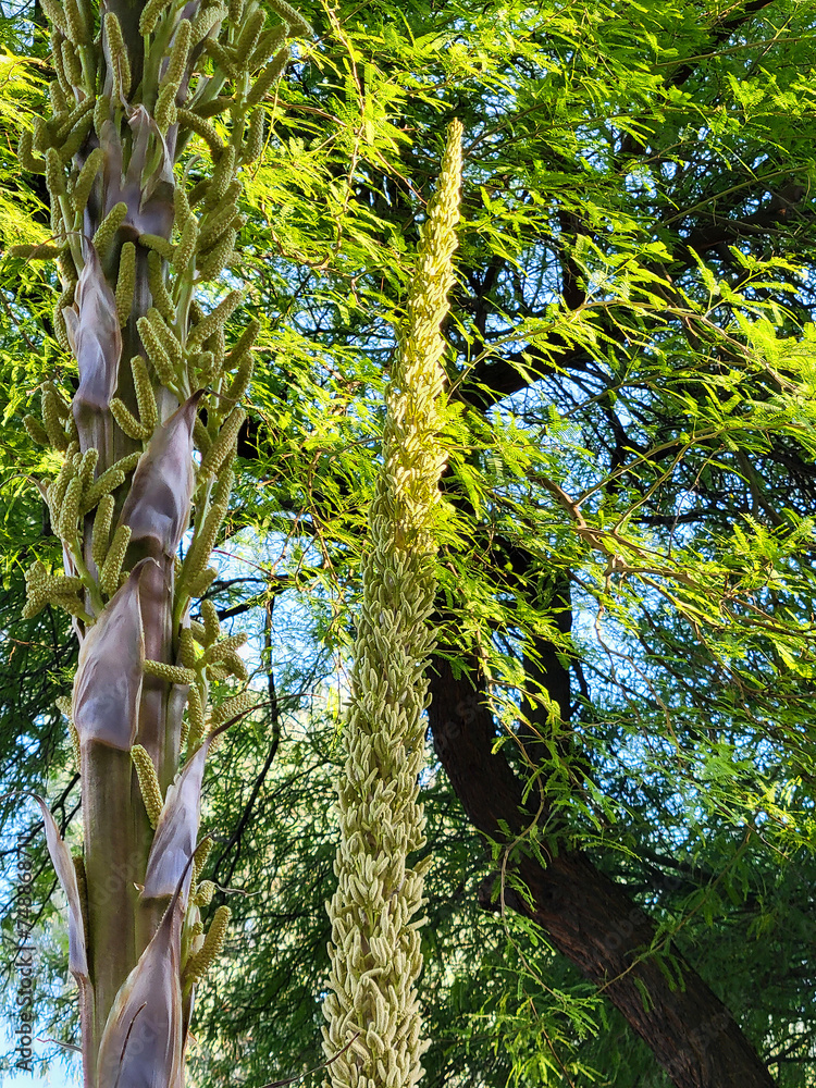Fototapeta premium Closeup of mature Desert Spoon (Dasylirion Wheeleri) stems full of tightly clumped together green buds before they go into full flowering