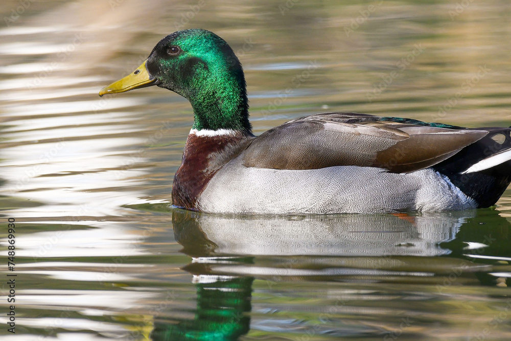 Obraz premium germano