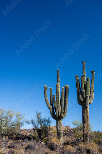 Blooming Saguaro cacti with white flowers at the top of desert Vision Hills in Arizona capital city of Phoenix
