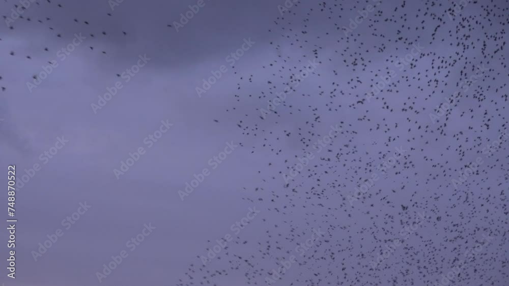Large flock of birds in evening light making shapes in the sky as starling murmuration fills the skies in amazing wonder of nature UK 4K Large flock of birds in evening light making shapes in the sky as starling murmuration fills the skies in amazing wonder of nature UK 4K