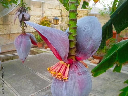 Two Banana Flowers in a garden in Malta
