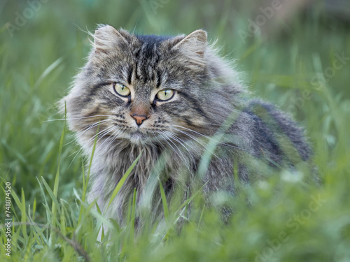 long hair tabby cat with yellow eyes in grass outside