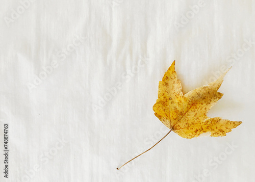 Maple leaf on white background with copy space photo