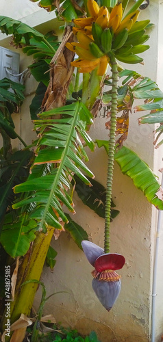banana tree branch with fruit and flower in a garden in Malta