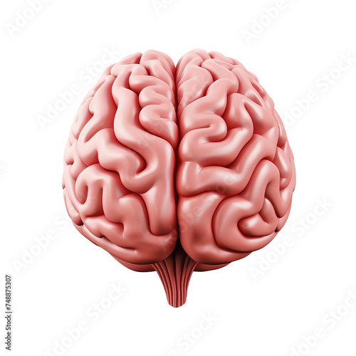 human brain isolated