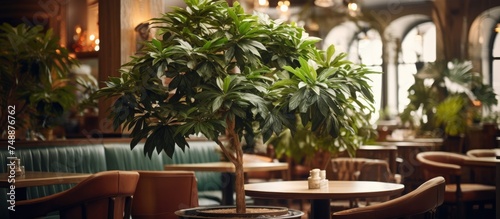A Schefflera arboricola potted plant sits on top of a table in a restaurant, adding greenery to the interior decor. The large leaves of the houseplant create a refreshing atmosphere in the dining area photo