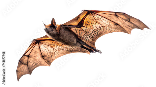 Bat Flying Through the Air With Wings Spread