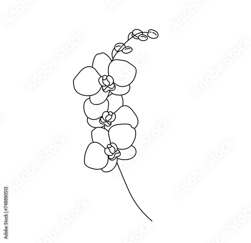 Vector isolated one single orchid branch with flowers and buds colorless black and white contour line easy drawing