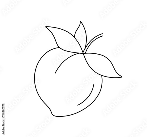 Vector isolated one single peach or plum or abricot fruit with leaves  colorless black and white contour line easy drawing