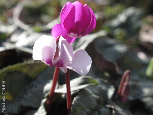 Zbliżenie na dwukolorowe kwiaty  rośliny z gatunku cyclamen photo