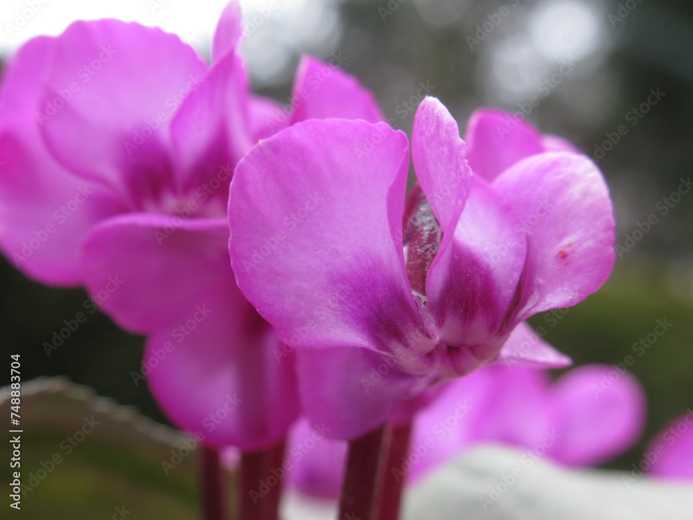 Zbliżenie na kwiat różowego cyklamena - obrazy, fototapety, plakaty 