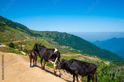 Cattle Grazing Overlooking the Hillside Village of Masal, Gilan Province, Iran