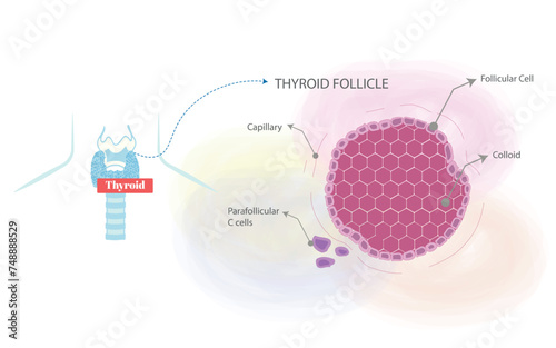 Infographic of thyroid follicle parts that compose it.
Flat illustration on white background. photo