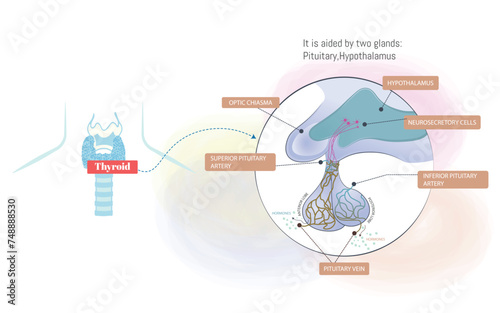 Infographic of the thyroid and that it is formed by two glands:
Pituitary,Hypothalamus.flat illustration on white background.