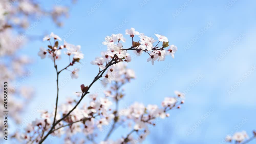 Beautiful cherry tree blossom in spring, fruit tree branch with gentle flowers against blue sky