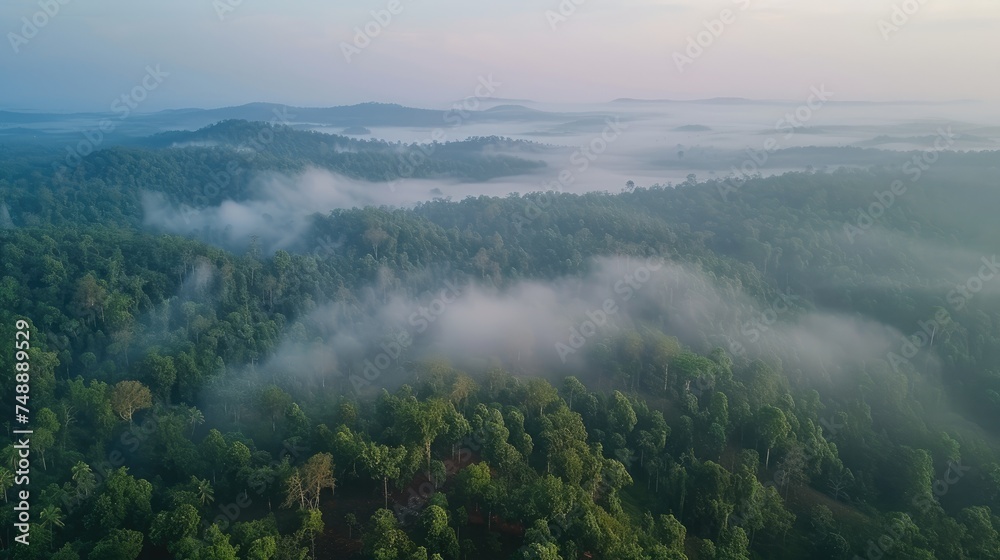 Misty forest aerial view at dawn