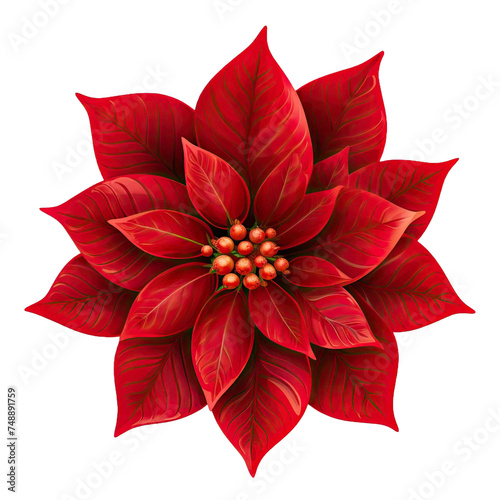 Red poinsettia Flower with Green Leaves isolated on transparent background.