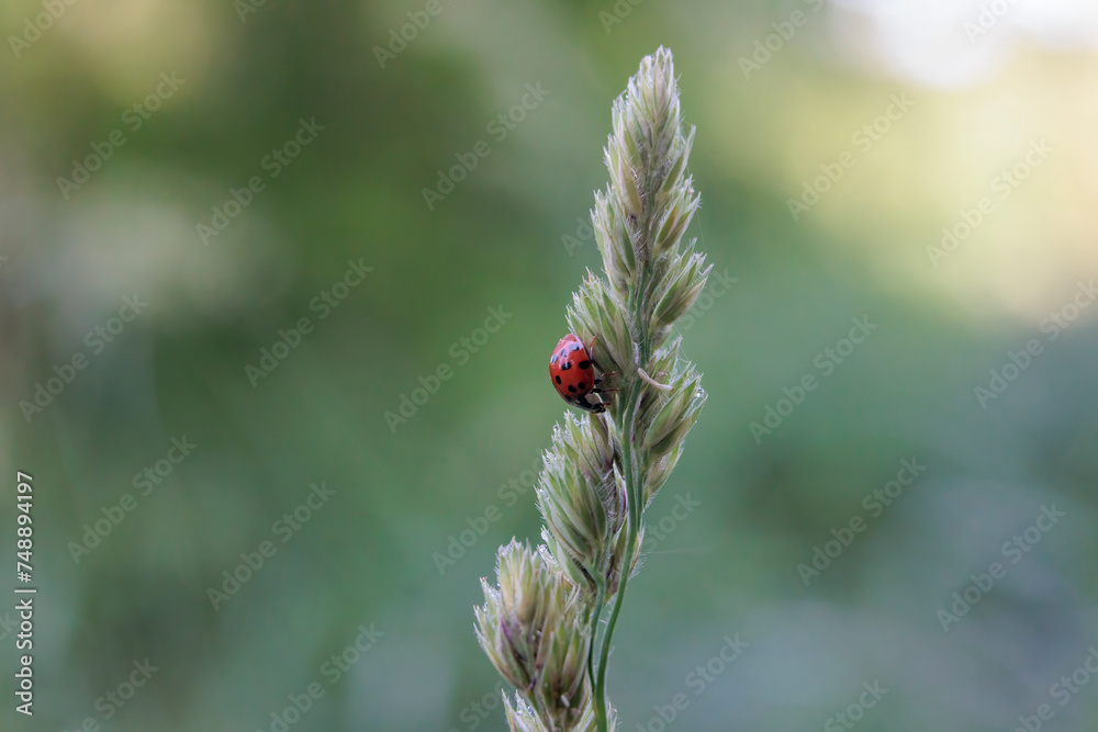 Close up of ladybug sitting on grass flower panicle in forest Close up of ladybug sitting on grass flower panicle in forest