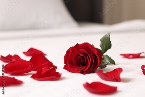 Fototapeta Naklejka Na Ścianę i Meble -  Honeymoon. Beautiful rose flower and petals on bed in room, closeup