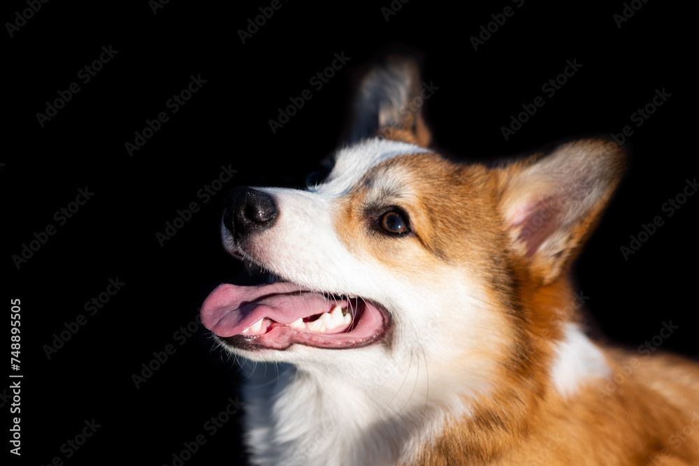 Portrait of a Pembroke Welsh Corgi puppy. Looks to the side with his mouth open and smiles. Black isolated background. Happy little dog. Concept of care, animal life, health, show Portrait of a Pembroke Welsh Corgi puppy. Looks to the side with his mouth open and smiles. Black isolated background. Happy little dog. Concept of care, animal life, health, show