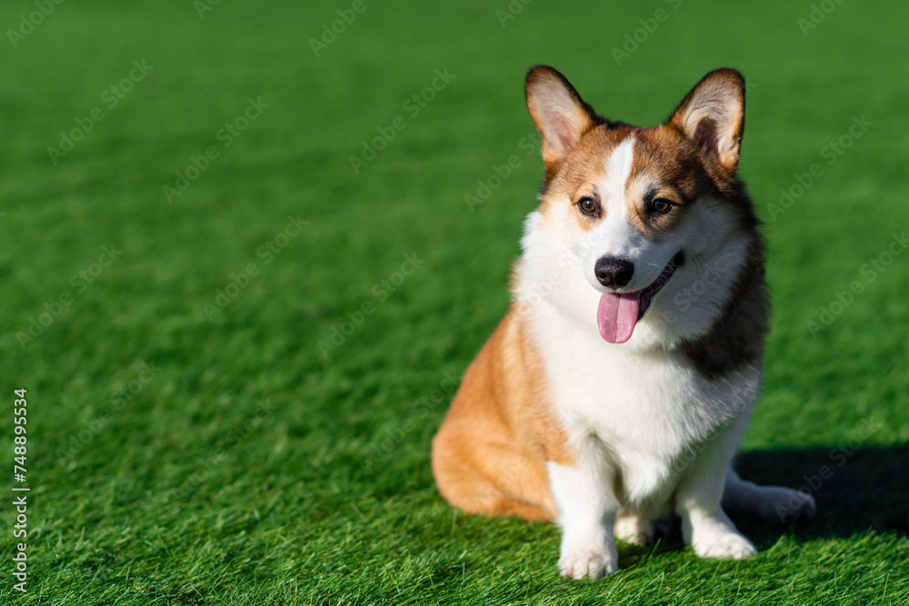 Pembroke Welsh Corgi puppy walks on a sunny day in a clearing with green grass. Sits with his tongue hanging out. Happy little dog. Concept of care, animal life, health, show, dog breed