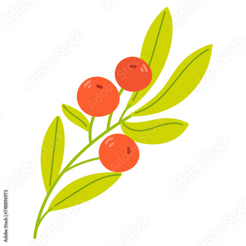 Cluster of Rowan Berries Hanging from Leafy Tree Branch Vector Illustration