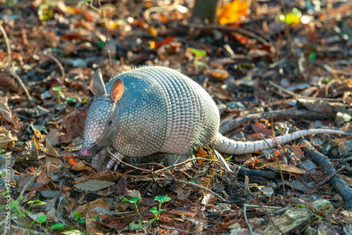 The seven-banded armadillo (Dasypus septemcinctus), animal rummages in a litter of fallen leaves in the forest, Louisiana © SVDPhoto