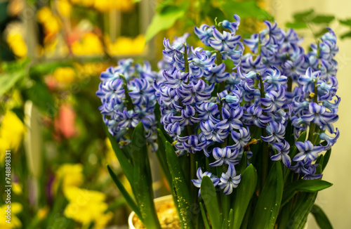 a bouquet of purple and white hyacinths on a yellow background