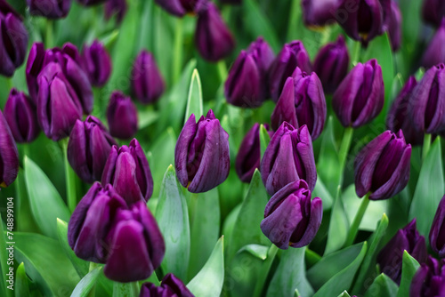 purple tulips and green leaves close up