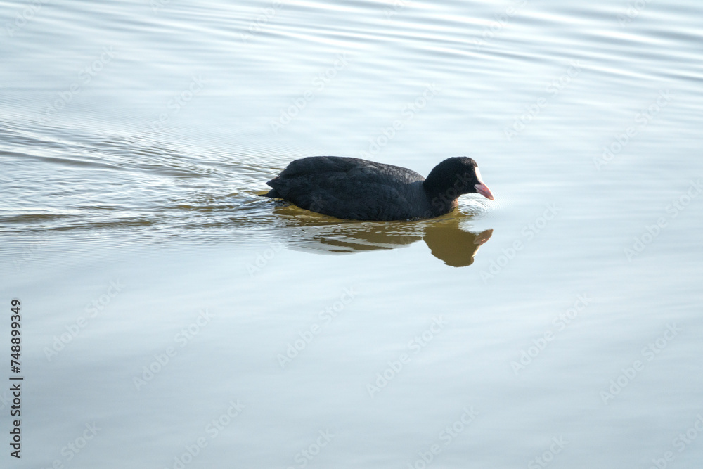 View of the swimming ducks on the lake View of the swimming ducks on the lake