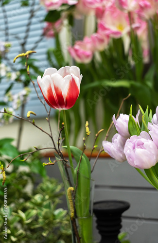 still life with a red and white tulip and spring branches