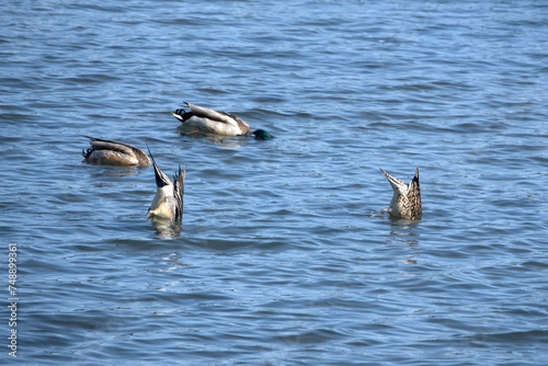 View of the swimming ducks on the lake