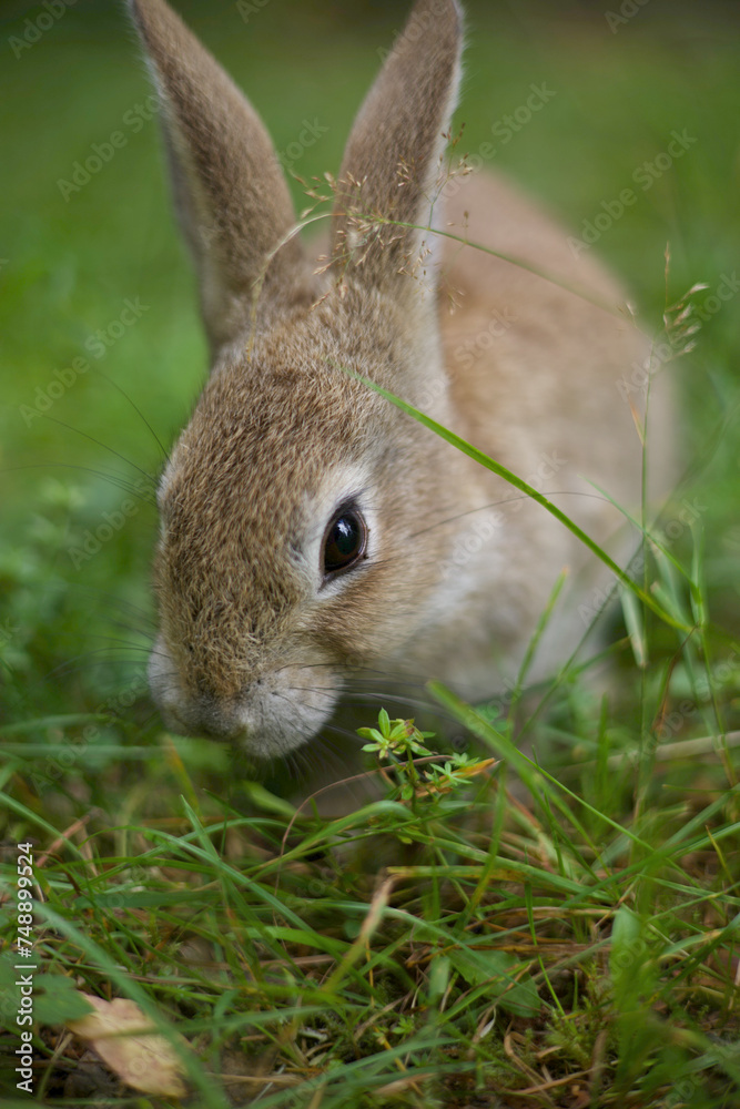 Fototapeta premium a cute brown rabbit eating grass while seating on ground