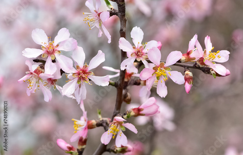 photos of flowering apricot tree and apricot flowers