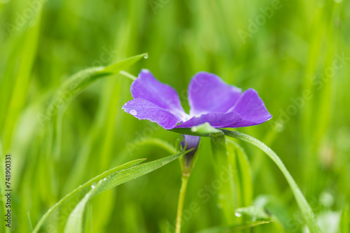 Close up for blue vinca flower on a green natural background photo