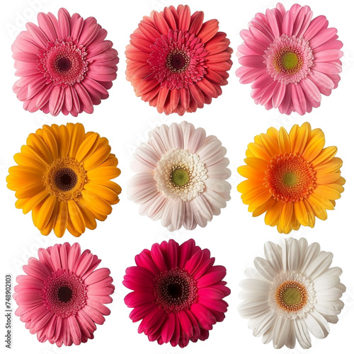 A set of Colorful Gerbera Roses Collection of Flowers isolated on a white background. Red, pink, yellow, white, orange colors .studio shot. © Alina