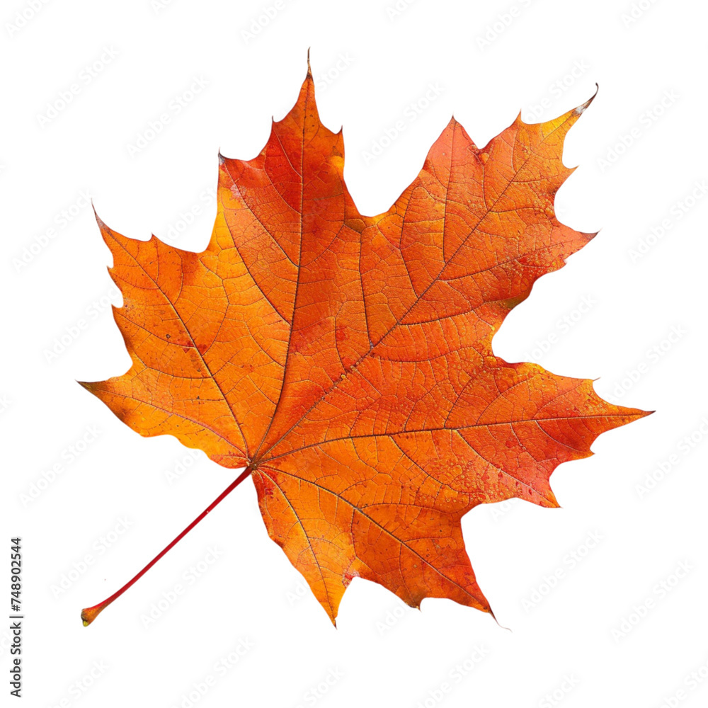 Orange maple leaf isolated white background. With clipping path Orange maple leaf isolated white background. With clipping path