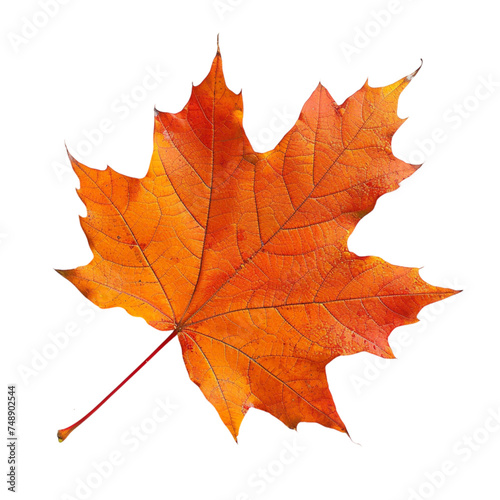 Orange maple leaf isolated white background. With clipping path