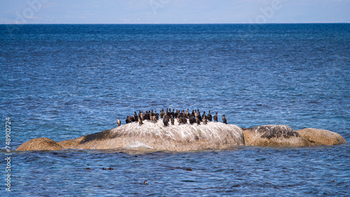 Gruppe von Kormoranen auf Inselfelsen © Giorgio