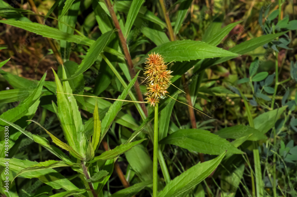 Cyperus strigosus macro photo in the field Cyperus strigosus macro photo in the field