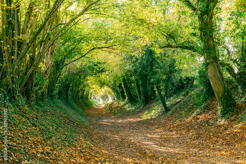 View down through the tree tunnel at Halnaker near Chichester