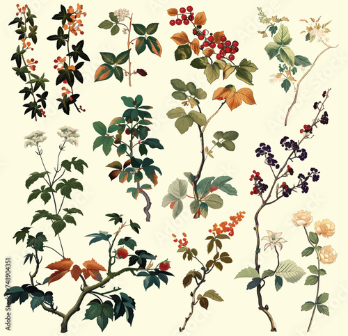 Vintage Botanical Berries Collection:  A richly detailed vintage botanical illustration showcasing a diverse array of berry branches, each with unique leaves and fruit