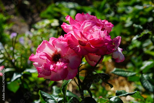 Beautiful rose flowers in the garden.